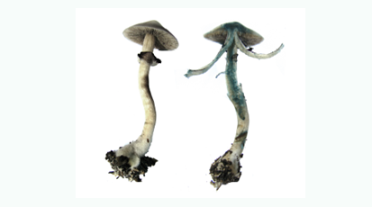 https://www.mushroommarket.net/file/upload/202004/28/14-05-03-45-283825.png